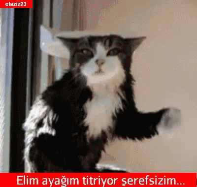 komik-hayvanlar-kedi.gif