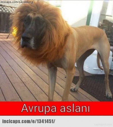 images (24) (1).jpeg