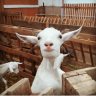 goatygoaty