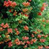 CAMPSIS RADICANS